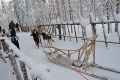 犬ぞり体験