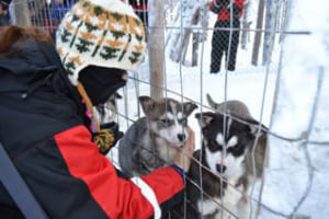 犬ぞりを引く犬の子供